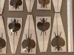 10 glijdende hagedissen, opgezette droge bewaarde specimens., Verzamelen, Nieuw
