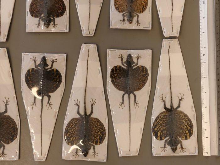 10 glijdende hagedissen, opgezette droge bewaarde specimens., Verzamelen, Dierenverzamelingen