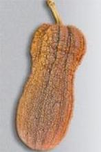 Violina  butternut Violina˜˜butternut, Ophalen of Verzenden, Nieuw