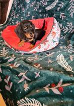 dwergteckel puppies!, Dieren en Toebehoren, Parvo, 8 tot 15 weken, Meerdere, Nederland