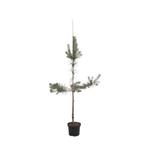 Pinus sylvestris 150-175 cm Conifeer, Tuin en Terras, Verzenden