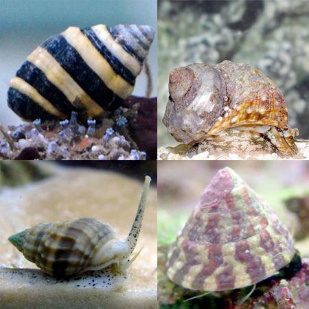 Slakken pack (8 slakken), Dieren en Toebehoren, Vissen | Aquaria en Toebehoren, Ophalen of Verzenden