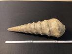 Prachtige versteende schelpen Campanile Lachesis 47,5 cm,, Verzamelen, Mineralen en Fossielen