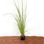 Pampusgras  Cortaderia Selloana White Plume (Wit) (Wit), Ophalen of Verzenden, Vaste plant, Siergrassen, Halfschaduw