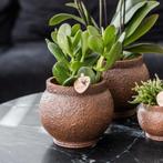 Kolibri Greens | set van 4 succulenten - groene planten - po, Verzenden, Nieuw