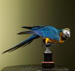 Blauw-Gele Ara Taxidermie Opgezette Dieren By Max, Verzamelen, Dierenverzamelingen, Ophalen of Verzenden, Nieuw, Vogel, Opgezet dier