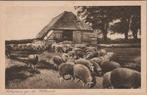 VELUWE - Schapen op de Veluwe, Verzamelen, Verzenden, Gelopen