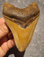 Megalodon - Fossiele tand - Otodus (Carcharocles) megalodon