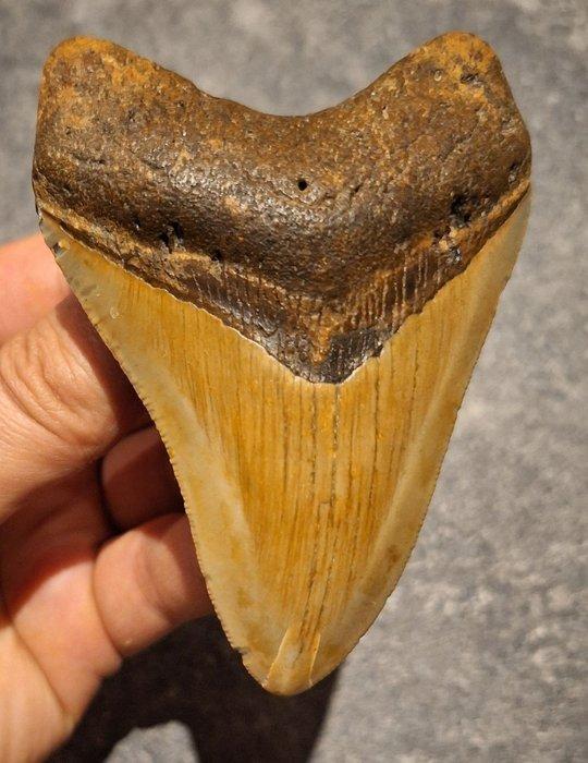 Megalodon - Fossiele tand - Otodus (Carcharocles) megalodon, Verzamelen, Mineralen en Fossielen