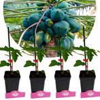 Carica Papaya + pot 9cm 4 pcs, Tuin en Terras, Planten | Fruitbomen, Verzenden, Volle zon