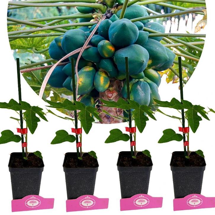 Carica Papaya + pot 9cm 4 pcs, Tuin en Terras, Planten | Fruitbomen, Volle zon, Verzenden