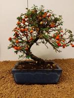 cotoneaster - Hoogte (boom): 23 cm - Diepte (boom): 25 cm -