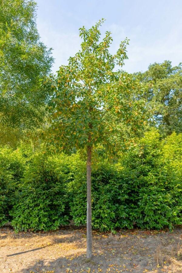 Malus Golden Hornet hoogstam 12/14, Tuin en Terras, Planten | Tuinplanten