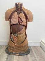 Anatomisch model - Gips - 1950-1960 - Somso