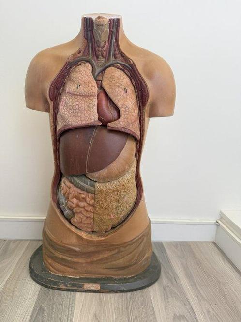 Anatomisch model - Gips - 1950-1960 - Somso, Antiek en Kunst, Antiek | Wandborden en Tegels