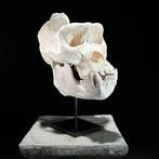 Geen minimumprijs - Een replica van een gorillaskull op een