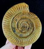 Ammoniet - Gefossiliseerd dier - Dichotomosphinctes