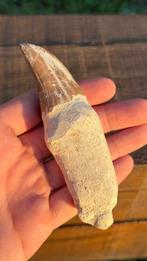 Mosasaurus - Fossiele tand - Mosasaurus sp. 12cm (Zonder, Verzamelen, Mineralen en Fossielen