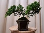 Jeneverbes bonsai (Juniperus) - Hoogte (boom): 13 cm -