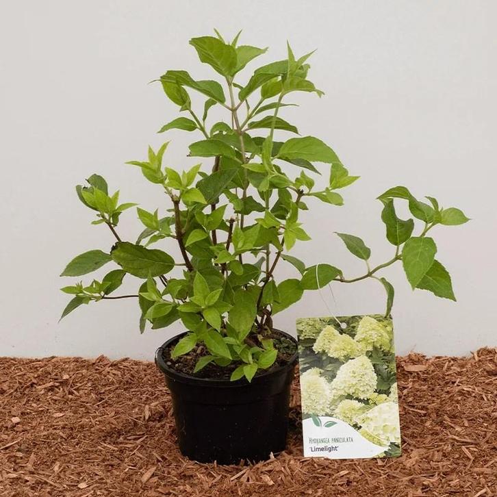 Pluimhortensia: Hydrangea Paniculata ‘Limelight’ ® (wit, Tuin en Terras, Planten | Tuinplanten, Overige soorten, Ophalen of Verzenden