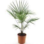 Winterharde palmboom | Trachycarpus fort. Frosty | (-17°C), Tuin en Terras, Planten | Bomen, In pot, Halfschaduw, Zomer, Ophalen