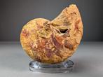 Fantastisch nautiloïde fossiel - Gefossiliseerde schelp -, Verzamelen, Mineralen en Fossielen