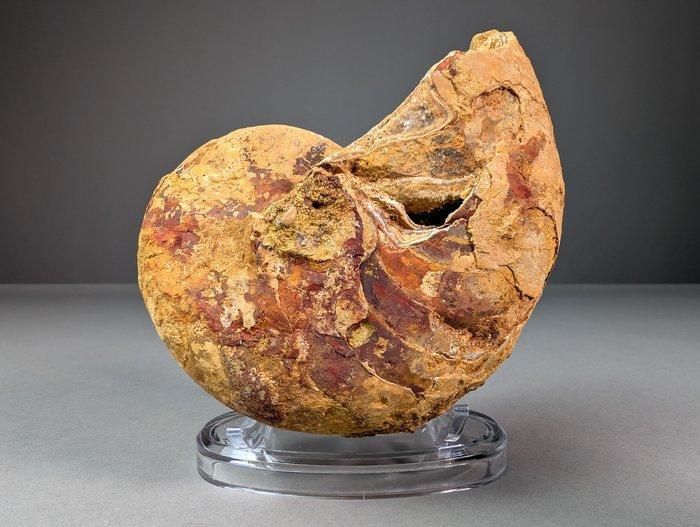 Fantastisch nautiloïde fossiel - Gefossiliseerde schelp -, Verzamelen, Mineralen en Fossielen