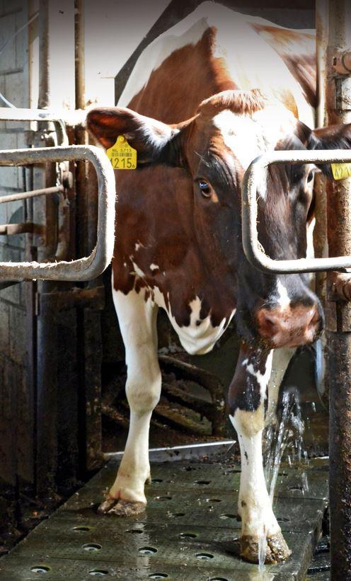 Vink klauwen sproeimat behandelinstallatie, Zakelijke goederen, Agrarisch | Werktuigen, Ophalen of Verzenden