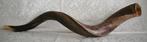 Jemenitische Shofar Extra Large (kosher), Nieuw