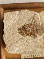 Vis - Fossiel skelet - 3 cm - 13 cm, Verzamelen, Mineralen en Fossielen