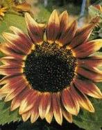 Helianthus Marley F1 Zonnebloemzaden, Ophalen of Verzenden, Nieuw