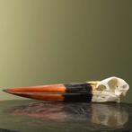 Zadelbekooievaar Schedel Taxidermie Opgezette Dieren By Max, Verzamelen, Dierenverzamelingen, Ophalen of Verzenden, Nieuw, Vogel