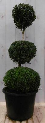 Buxus drie bollen 100 cm - Warentuin Natuurlijk, Tuin en Terras, Planten | Tuinplanten, Verzenden