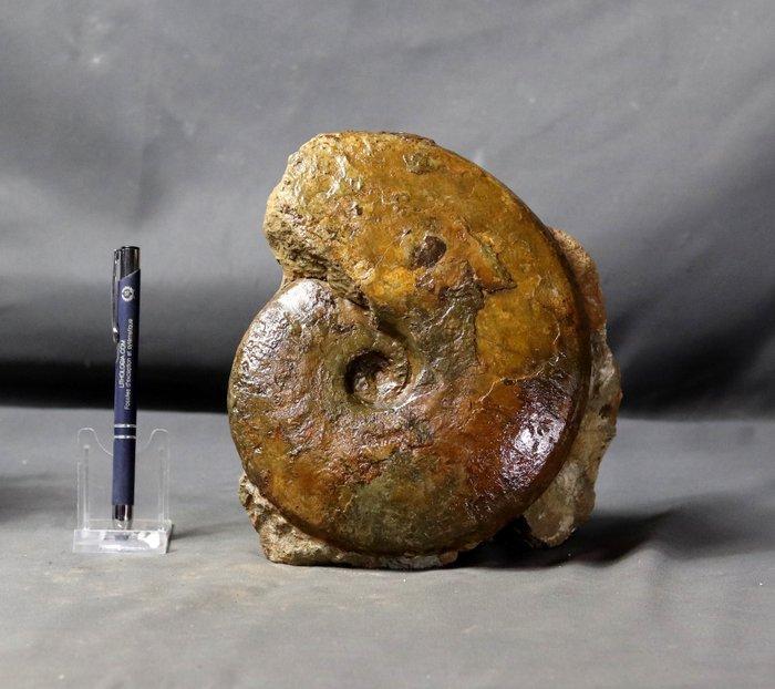 Kleurrijke en decoratieve ammoniet - zelfstaand -, Verzamelen, Mineralen en Fossielen