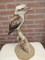 Kookaburra - Taxidermie volledige montage - Dacelo, Verzamelen, Dierenverzamelingen, Nieuw