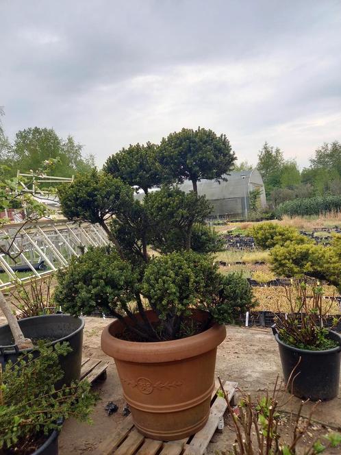Taxus baccata bonsai vormsnoei, Tuin en Terras, Planten | Struiken en Hagen, Ophalen
