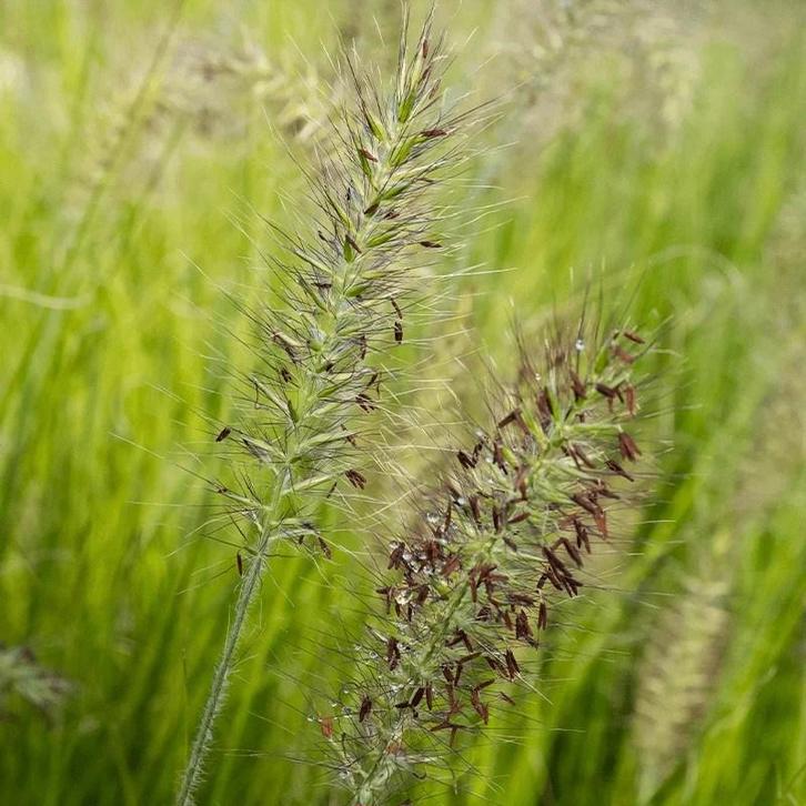 Lampenpoetsersgras: Pennisetum Alopecuroides ‘Hameln’, Tuin en Terras, Planten | Tuinplanten, Siergrassen, Vaste plant, Volle zon
