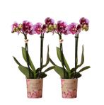 Kolibri Orchids | COMBI DEAL van 2 roze paarse phalaenopsis, Verzenden, Nieuw