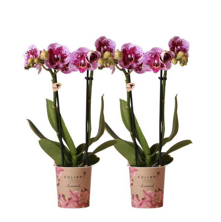 Kolibri Orchids | COMBI DEAL van 2 roze paarse phalaenopsis, Huis en Inrichting, Woonaccessoires | Overige, Nieuw, Verzenden