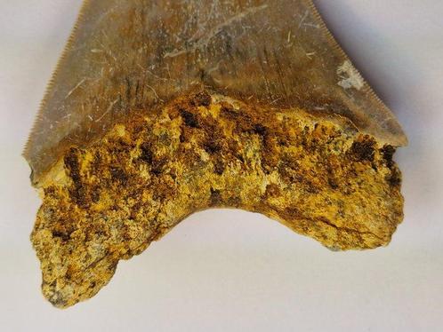 Megalodon - Fossiele tand - 10.5 cm, Verzamelen, Mineralen en Fossielen