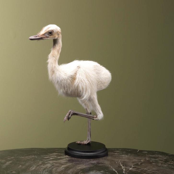 Nandoe Kuiken Wit Taxidermie Opgezette Dieren By Max, Verzamelen, Dierenverzamelingen, Opgezet dier, Nieuw, Vogel, Ophalen of Verzenden