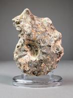 Ongebruikelijke Ammoite - Gefossiliseerde schelp -, Verzamelen, Mineralen en Fossielen