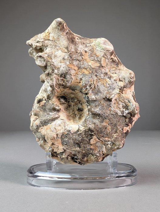Ongebruikelijke Ammoite - Gefossiliseerde schelp -, Verzamelen, Mineralen en Fossielen