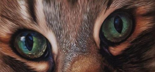 Moira Lazio - Ritratto iperrealistico gatto europeo, Antiek en Kunst, Kunst | Schilderijen | Modern