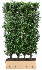 Kant & klaar haag Prunus lusitanica Angustifolia 150 x 100 c, Tuin en Terras, Verzenden