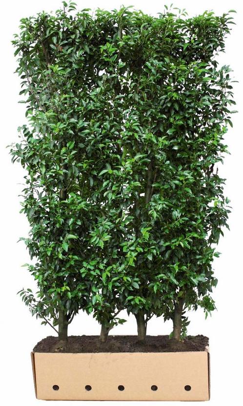 Kant & klaar haag Prunus lusitanica Angustifolia 150 x 100 c, Tuin en Terras, Planten | Tuinplanten, Verzenden