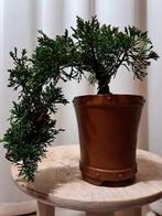 Jeneverbes bonsai (Juniperus) - Hoogte (boom): 14 cm -