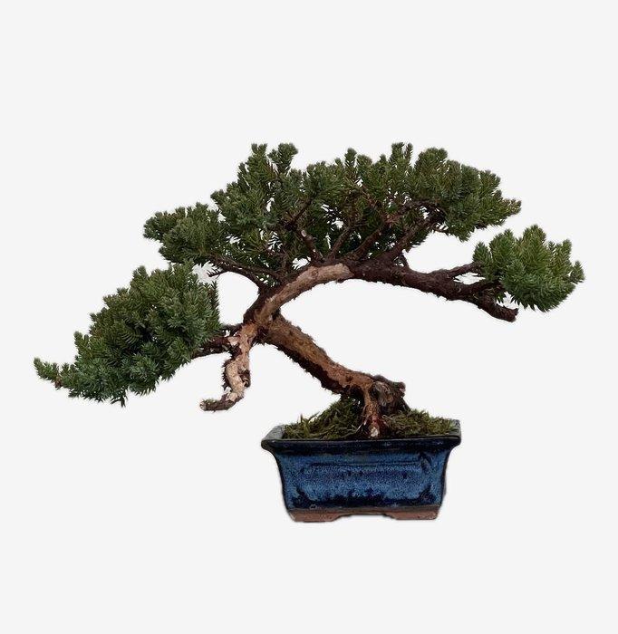 Jeneverbes bonsai (Juniperus) - Hoogte (boom): 19 cm -, Antiek en Kunst, Curiosa en Brocante