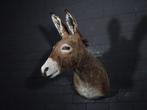 African Wild Donkey Taxidermie wandmontage - Equus africanus, Verzamelen, Nieuw