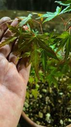Japanese maple bonsai (Acer palmatum) - Hoogte (boom): 45 cm